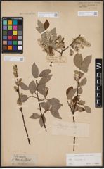 Foto von Salix caprea L.